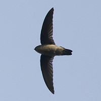 Indian Swiftlet